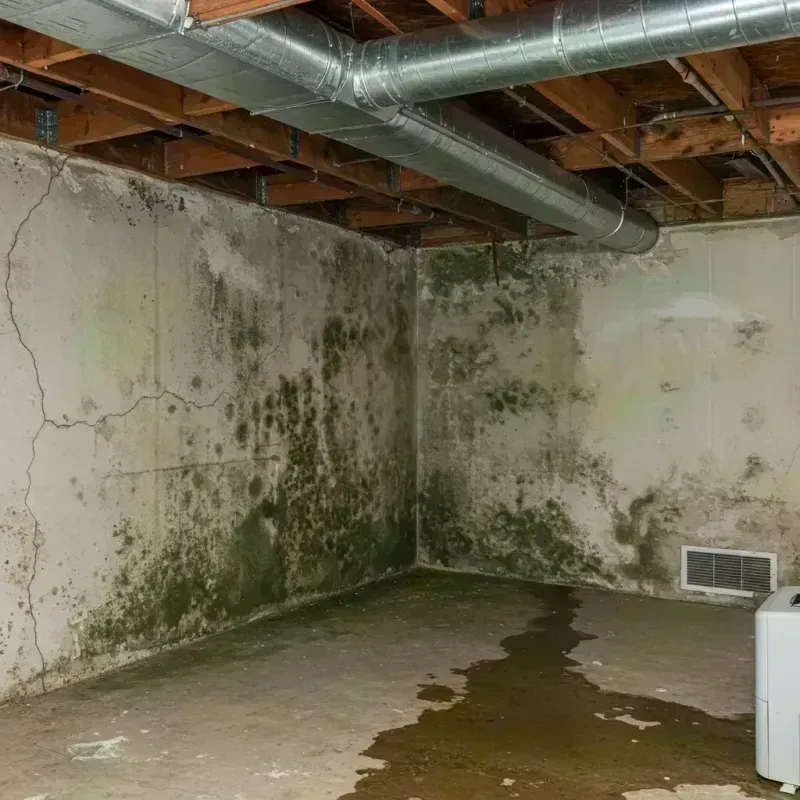 Professional Mold Removal in San Juan County, CO